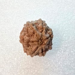 7 Mukhi Rudraksha Certified Original Bead for Wealth, Health & Good Fortune